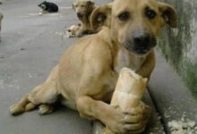 ekmek yiyen köpek