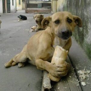 ekmek yiyen köpek