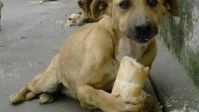 ekmek yiyen köpek