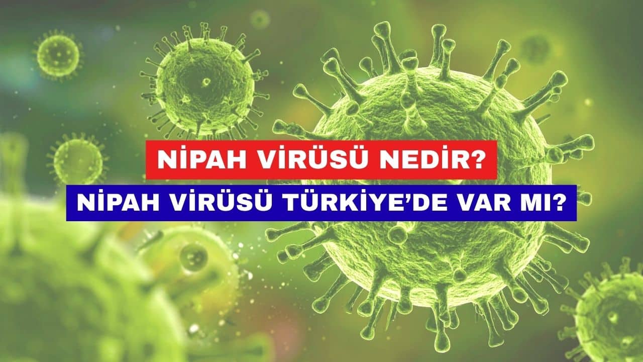 Nipah Virüsü Nedir
