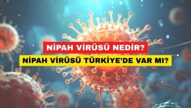 Nipah Virüsü Nedir