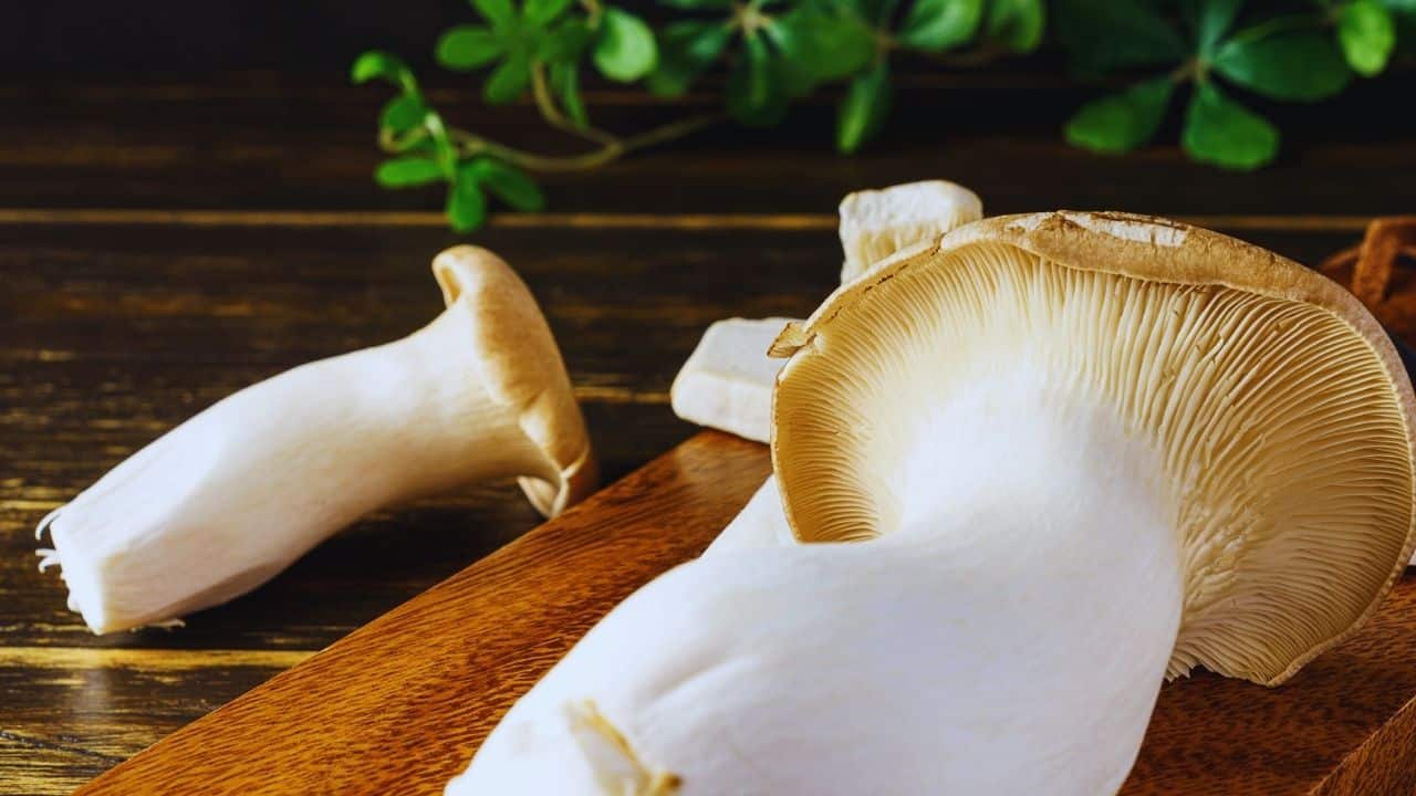 İstiridye Mantarı Sağlıklı mı