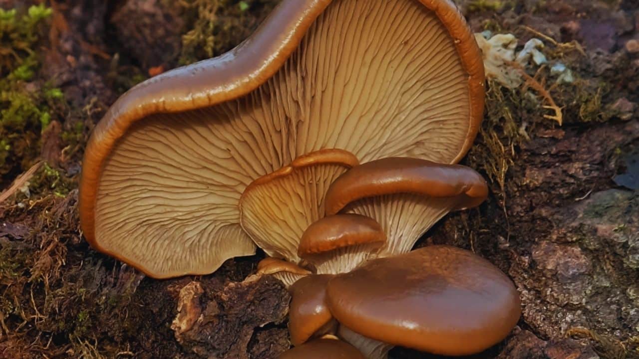 İstiridye Mantarı Sağlıklı mı