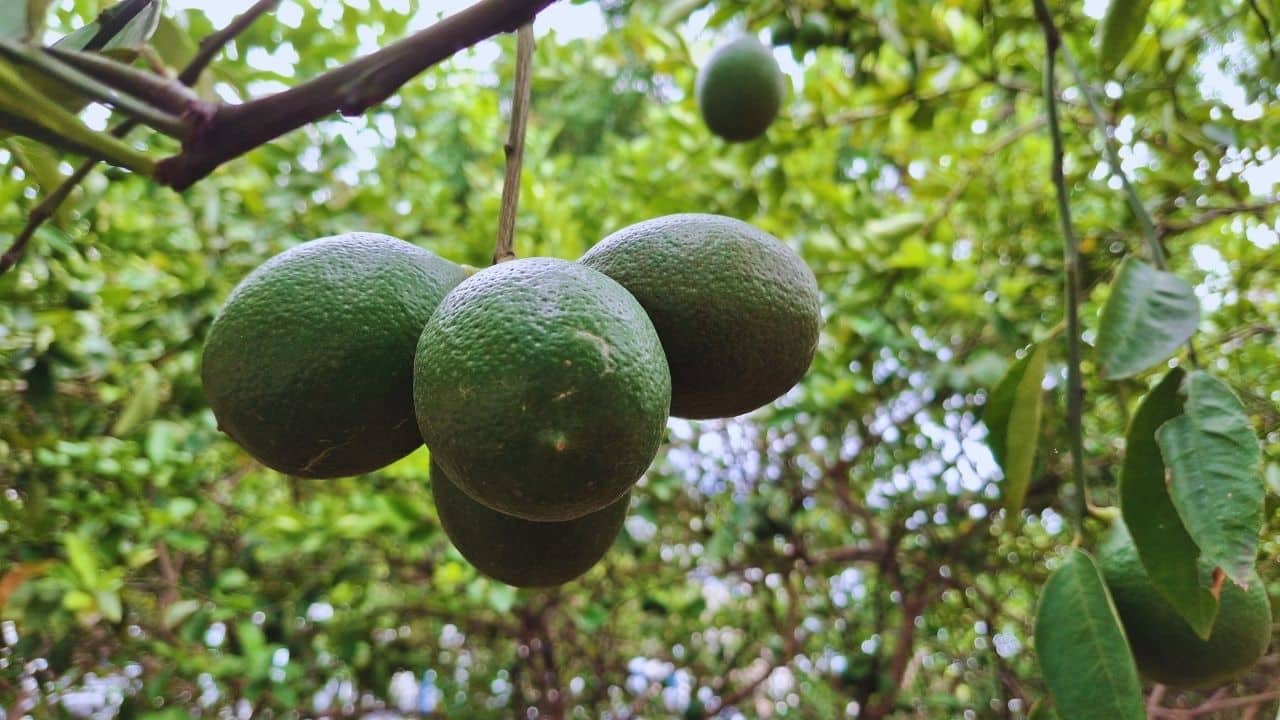 Pomelo Nasıl Tüketilir