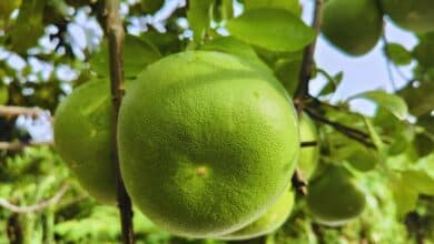 Pomelo Nasıl Tüketilir