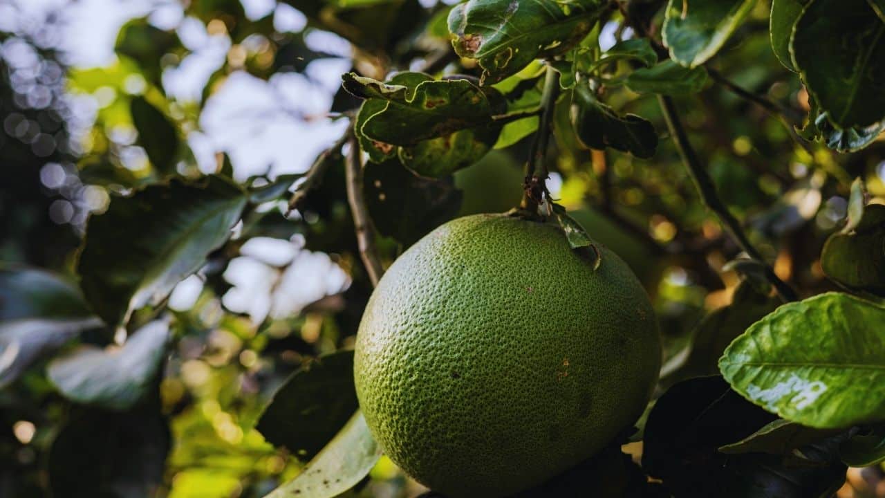 Pomelo Nasıl Tüketilir