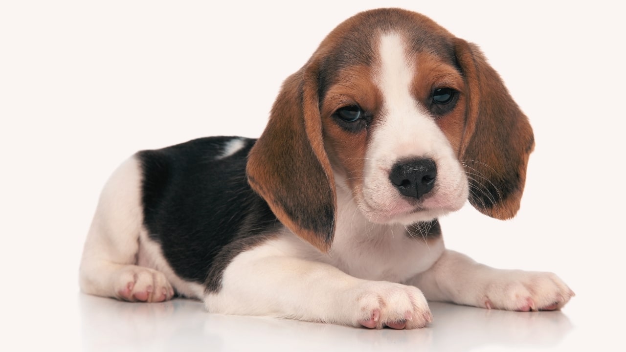 Beagle Köpek Irkı Özellikleri