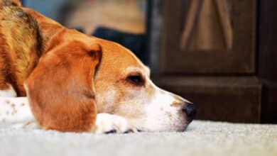 Beagle Köpek Irkı Özellikleri