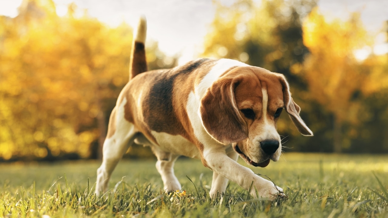 Beagle Köpek Irkı Özellikleri