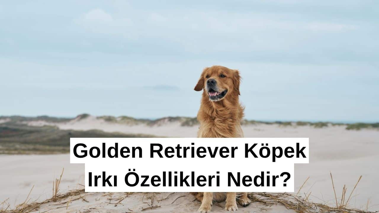 Golden Retriever Köpek Irkı Özellikleri