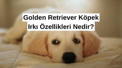 Golden Retriever Köpek Irkı Özellikleri