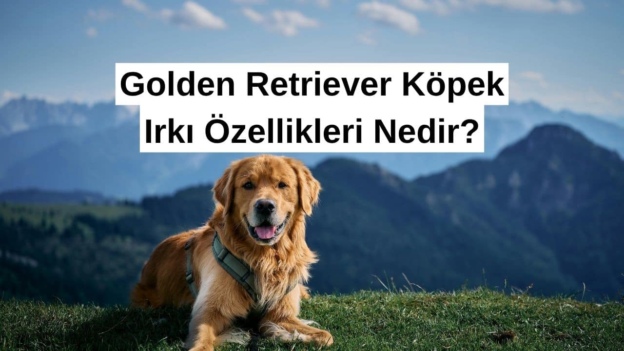 Golden Retriever Köpek Irkı Özellikleri
