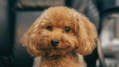 Kaniş Köpek Irkı Özellikleri