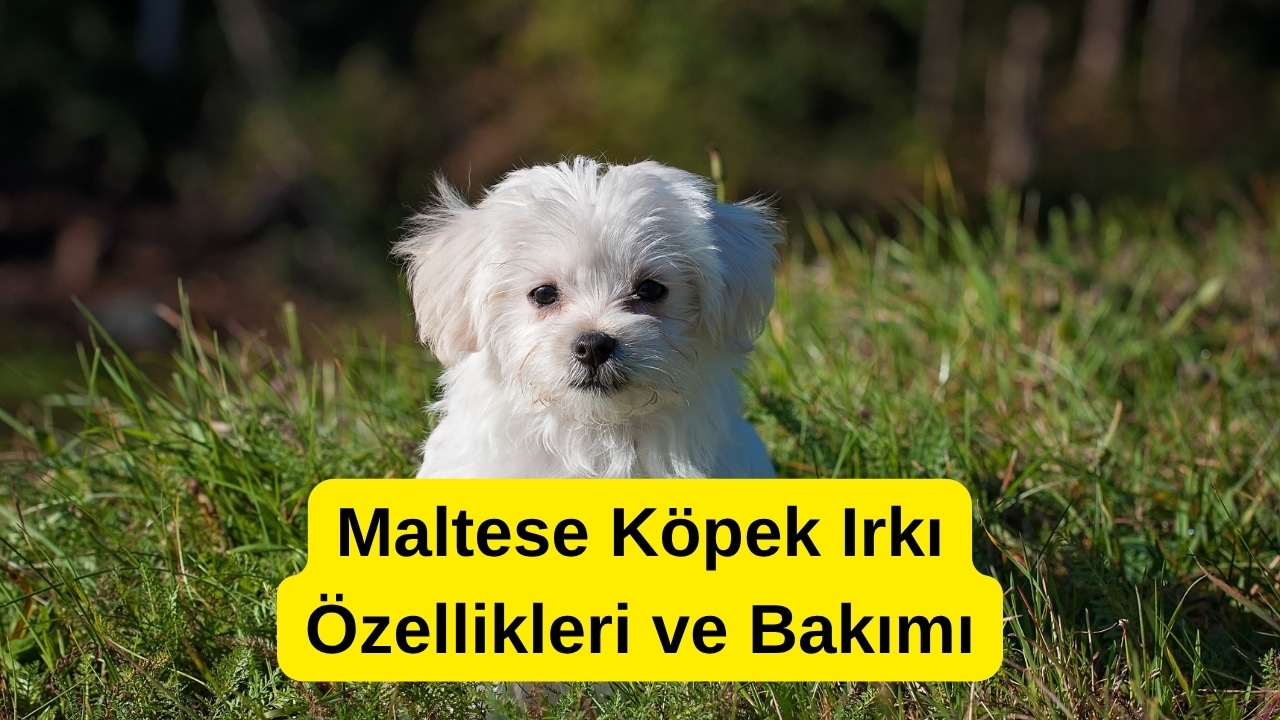 Maltese Köpek Irkı Özellikleri ve Bakımı