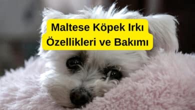 Maltese Köpek Irkı Özellikleri ve Bakımı