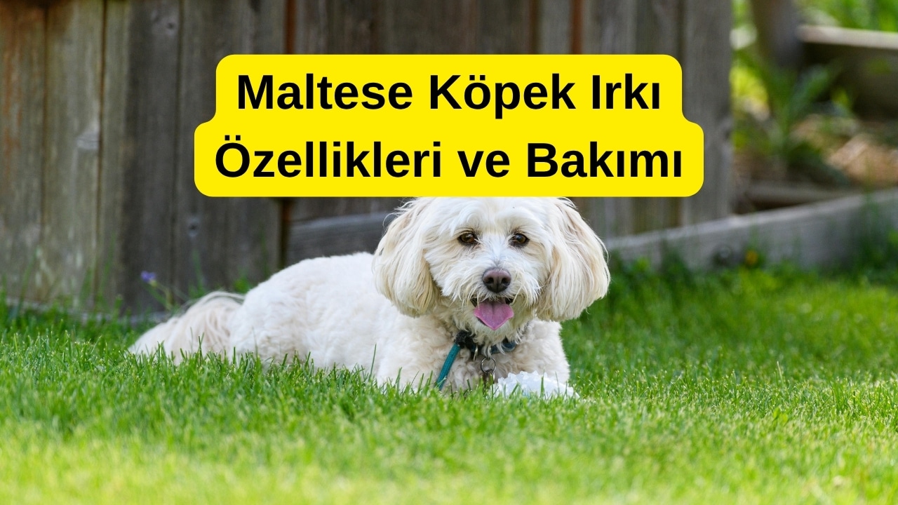 Maltese Köpek Irkı Özellikleri ve Bakımı