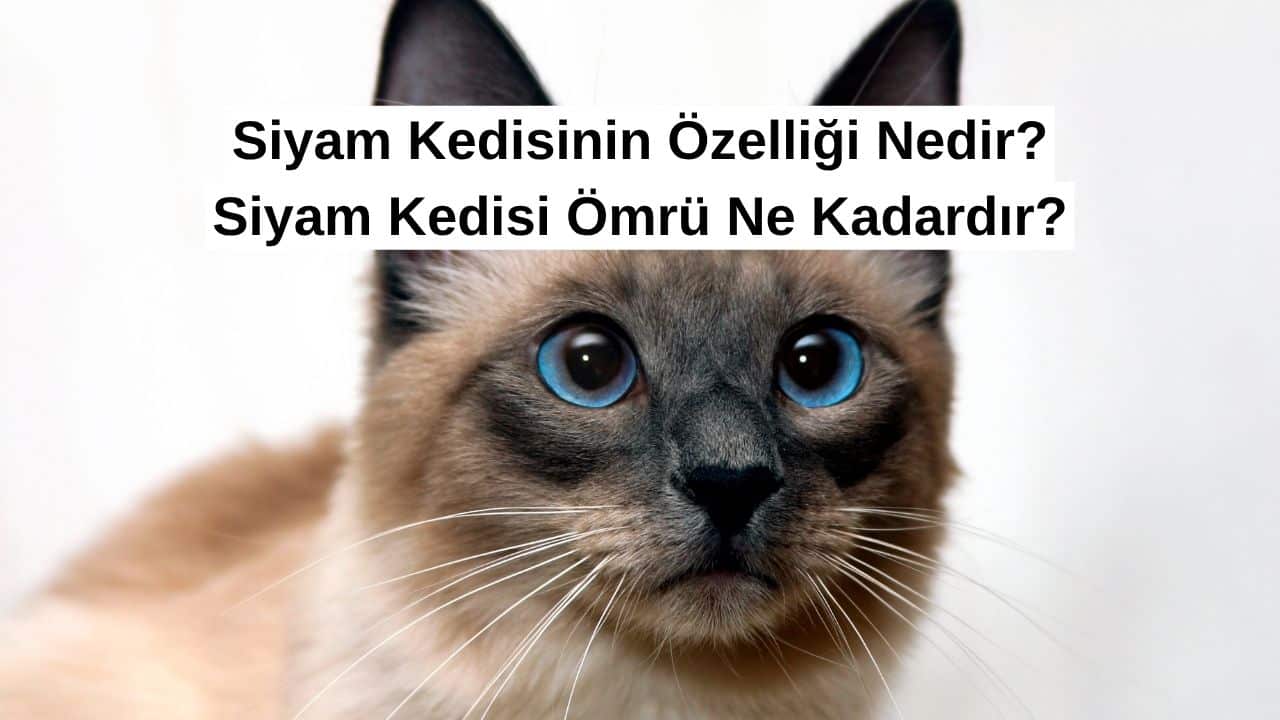 Siyam Kedisinin Özelliği