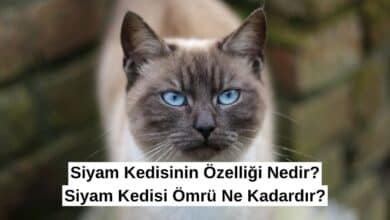 Siyam Kedisinin Özelliği