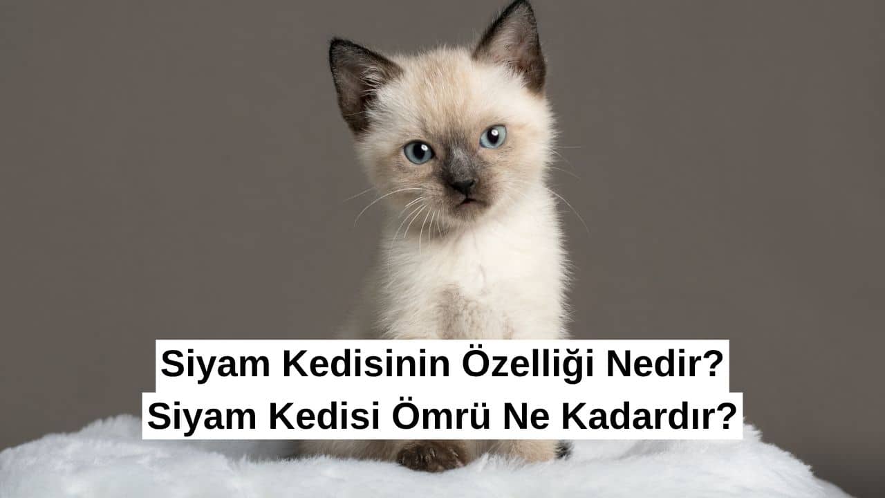 Siyam Kedisinin Özelliği