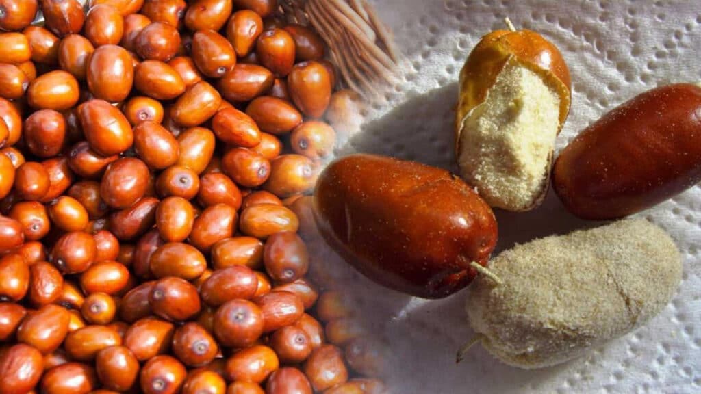 İğde Çekirdeği Tozu Nasıl Kullanılır?İğde Çekirdeği Tozu Nasıl Kullanılır?